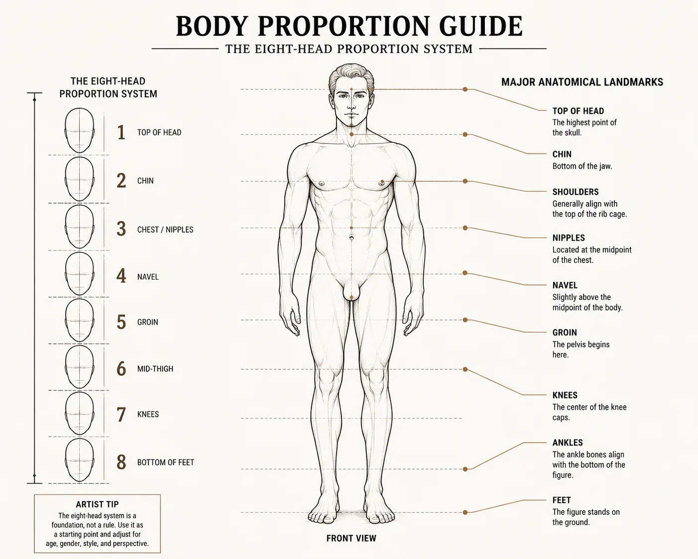 Eight-head proportion guide showing standard body proportions for artists.